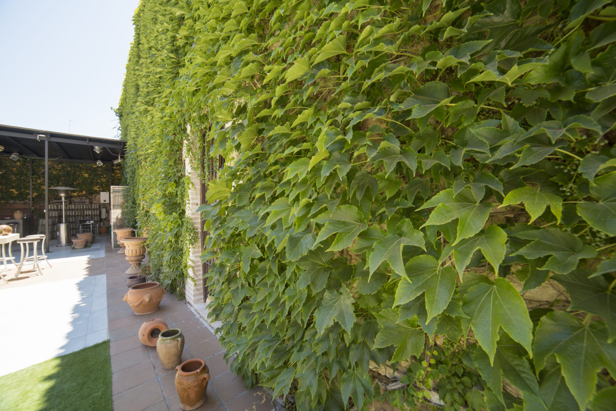 Pared de un patio con una enorme planta colgante que adorna el muro